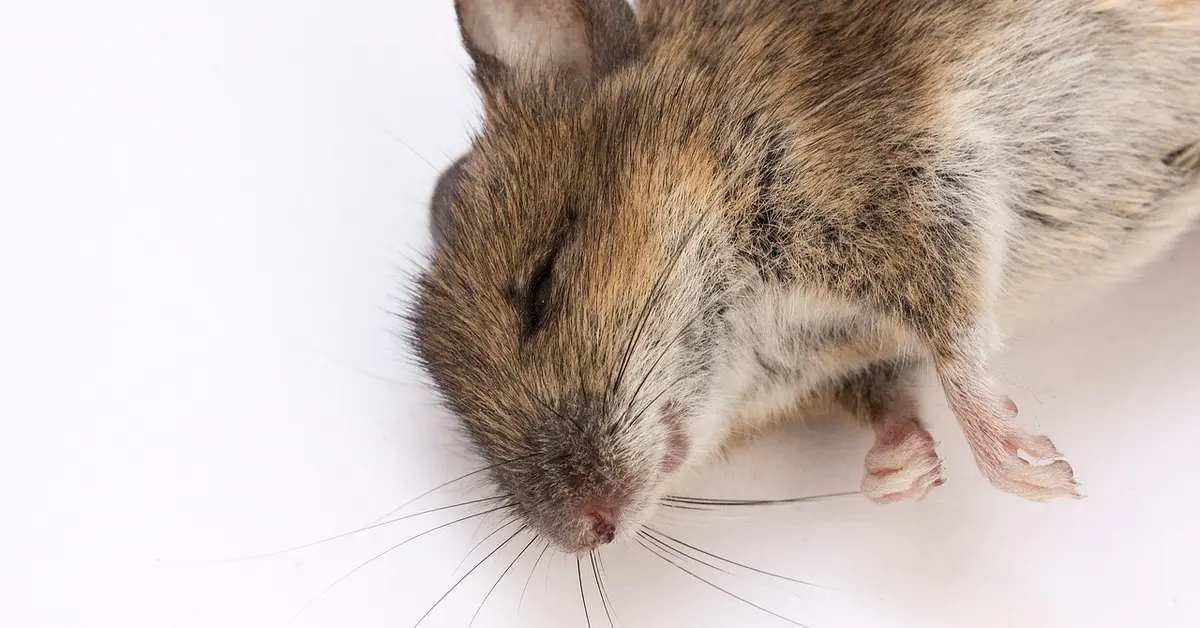 A deceased mouse lying on a white background, showing its fur, whiskers, and tiny pink paws.
