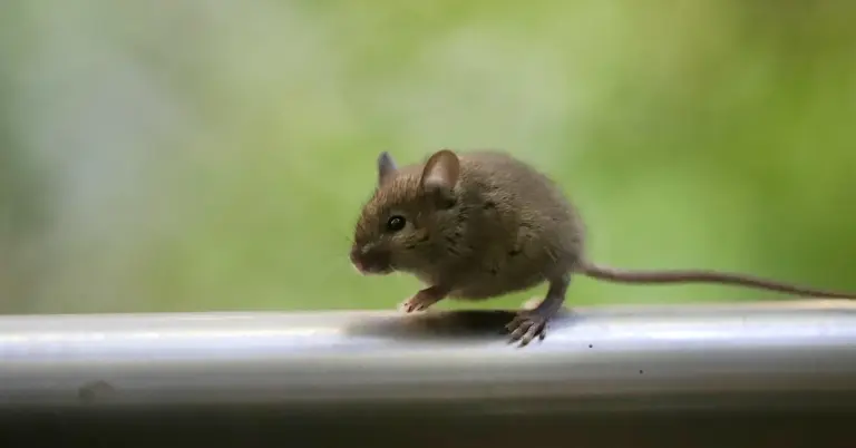 Small brown mouse perched on a metal railing with a soft green background.