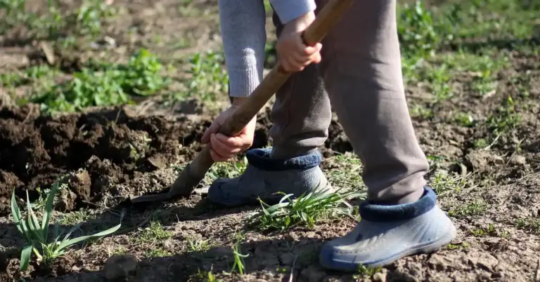 A person digs a patch of soil with a wooden-handled shovel, wearing blue clogs and light brown pants, as small green plants grow around the area.