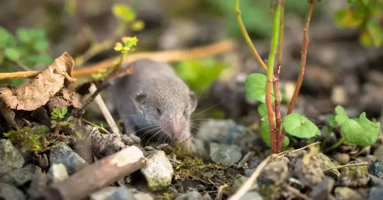 A small gray mole-like mammal with whiskers on a forest floor among rocks and greenery