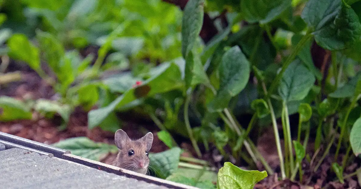 A small dilute-colored mouse peeks from behind a garden edge among green leaves.