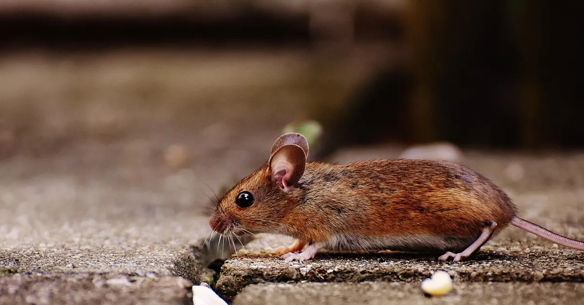 Side-profile image of a small brown mouse with a light underbelly on a rough concrete surface