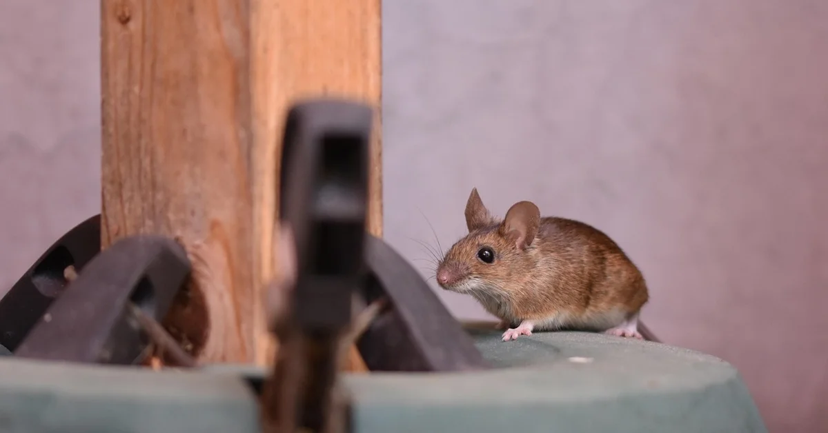 A small brown mouse on a green surface near a wooden post and dark hardware, looking alert.