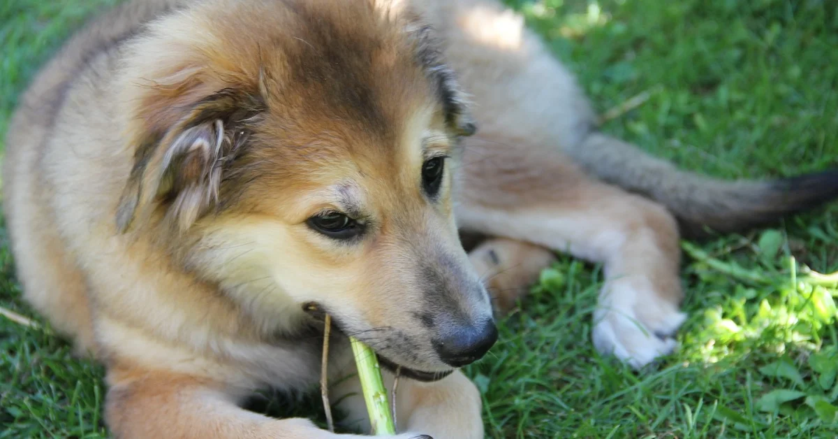 Dog chewing a stick while resting on green grass during outdoor play.