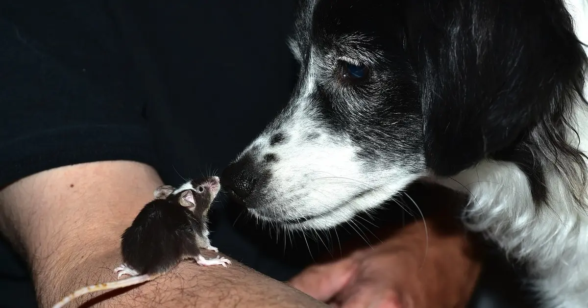 A black-and-white dog sniffs a tiny mouse perched on a human forearm, illustrating careful, patient approach to building trust.