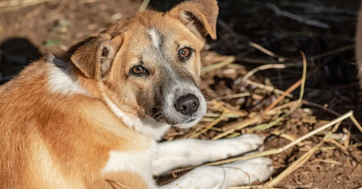 Calm dog lying on straw in a shaded outdoor area, looking toward the camera.