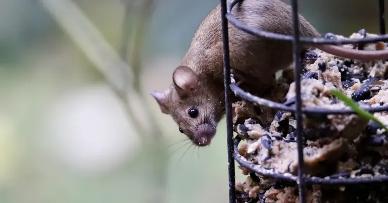 A small brown mouse clings to the side of a wire cage, peering downward toward a seed-filled mix inside, with a blurred green background.