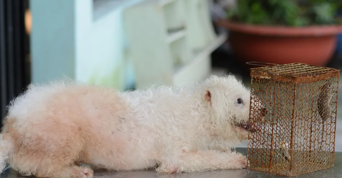 A fluffy white dog lies on the floor beside a small rusted wire cage containing a tiny rodent.
