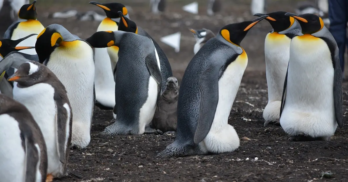 Group of emperor penguins in a breeding colony with a chick between adults on a rocky Antarctic surface.