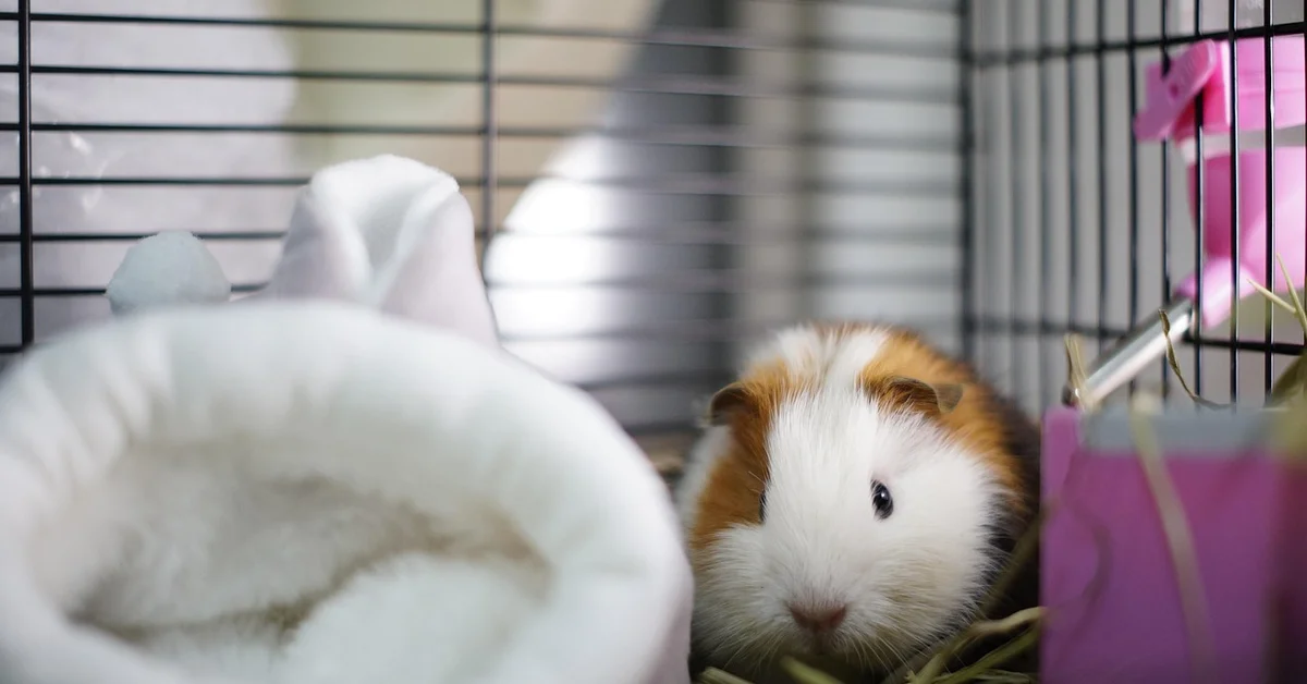A small fluffy rodent sits inside a wire cage with hay and a pink accessory, illustrating escape-proofing considerations.