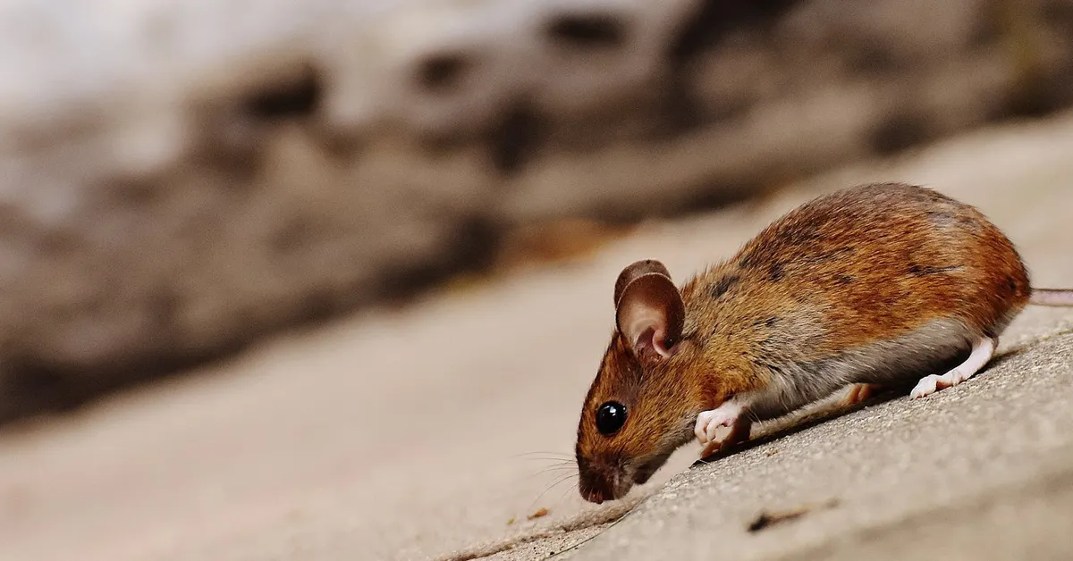 A close-up view of an exotic pet mouse outdoors.