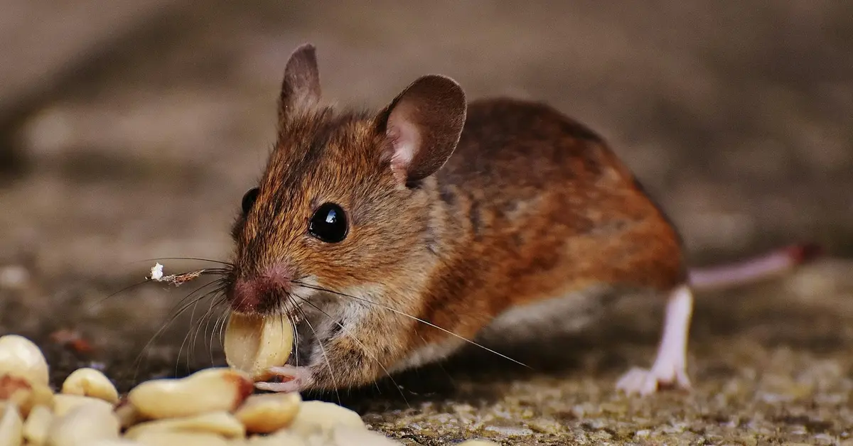 An exotic pet mouse eating seeds on the ground.