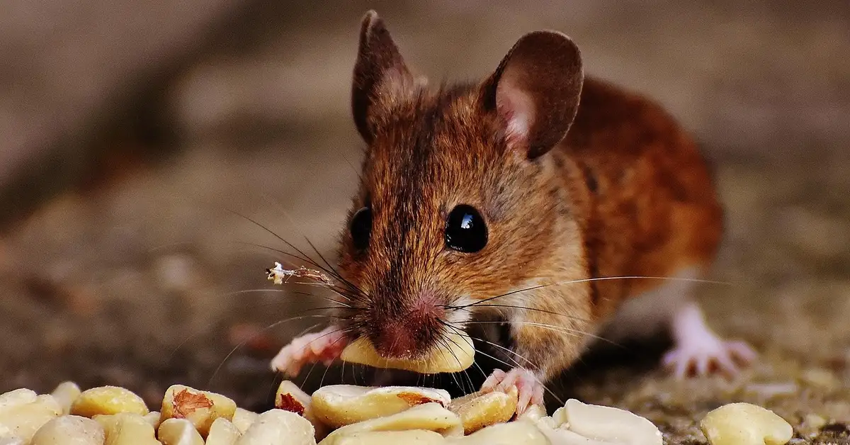 A fancy mouse nibbling on a peanut.