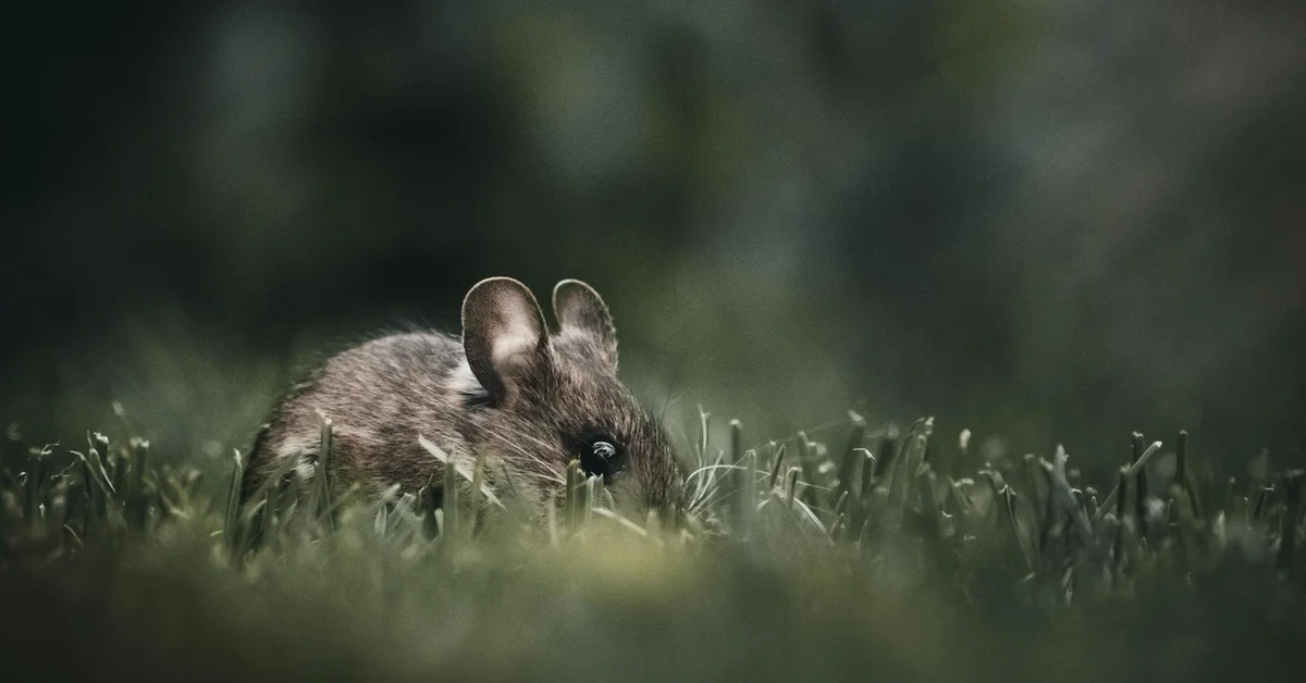 A close-up of a small mammal in grass, exemplifying the soft hues of the fawn tan pattern.