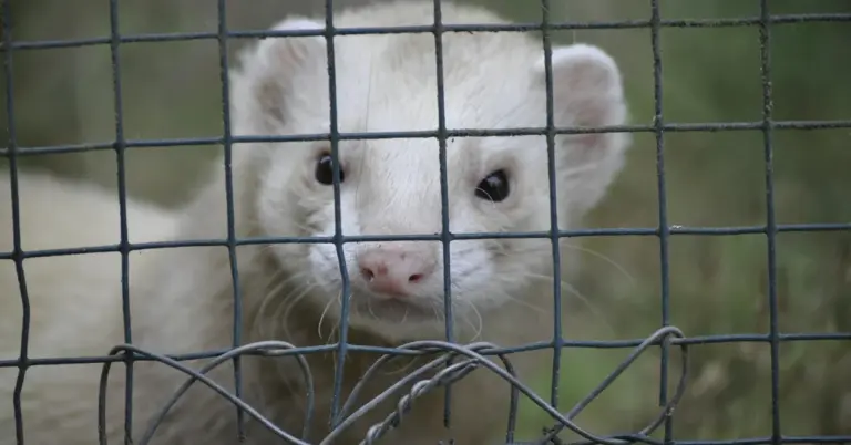 Close-up of a white ferret peering through a metal wire fence