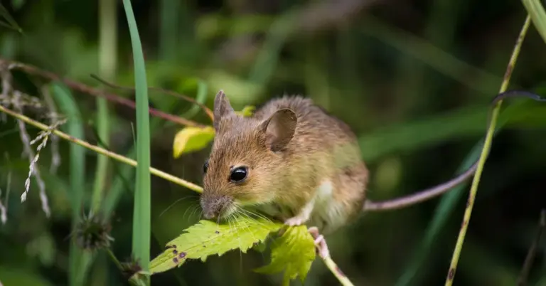 Small brown field mouse perched on a leaf among green vegetation.