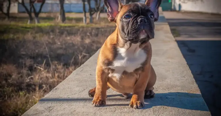 Young French Bulldog puppy sitting on a concrete ledge outdoors, looking toward the camera.