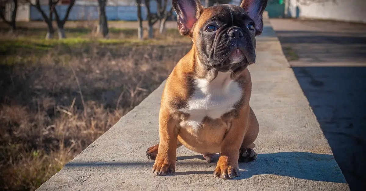 Young French Bulldog puppy sitting on a concrete ledge outdoors, looking toward the camera.