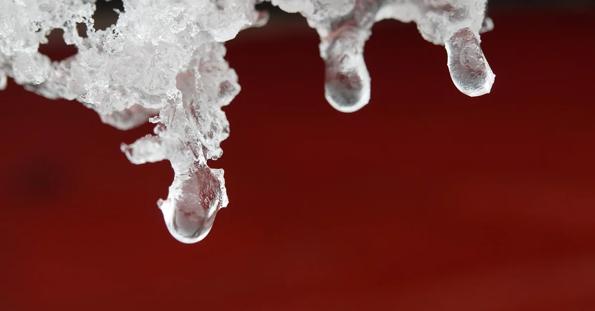 Close-up of ice crystals with droplets hanging from them, representing the thawing process used to prepare frozen mice for feeding snakes.