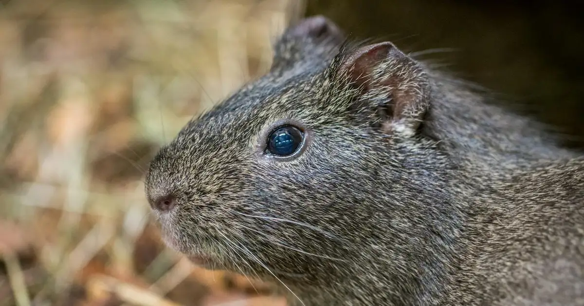 Close-up of a small gray rodent