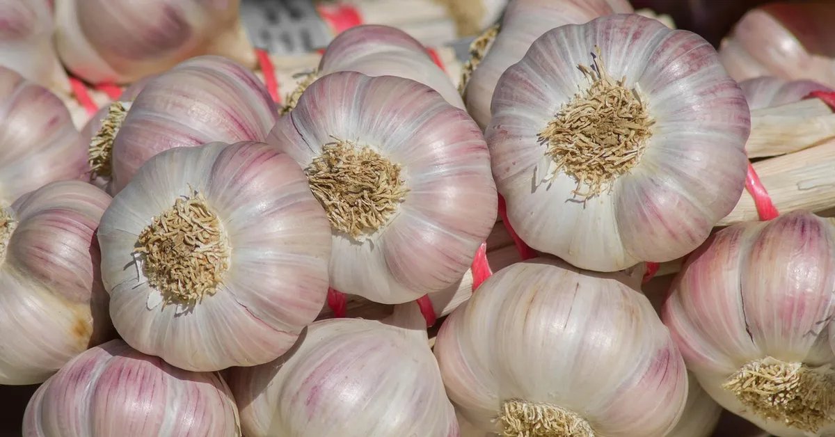 Pile of fresh garlic bulbs with white and purple-tinged skins