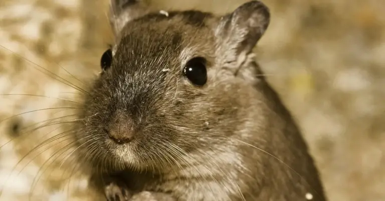 Close-up of a brown gerbil with long whiskers and dark eyes