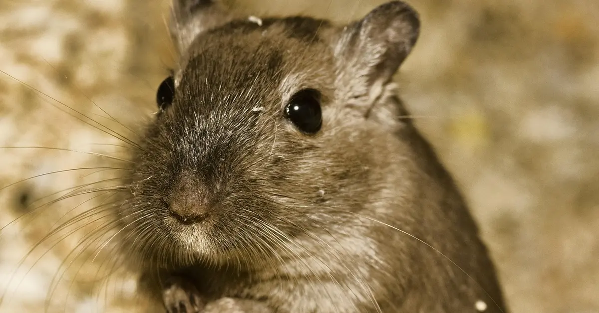 Close-up of a brown gerbil with long whiskers and dark eyes