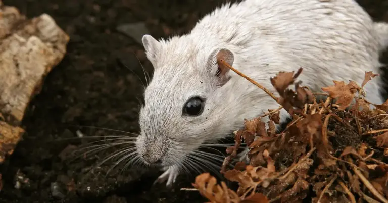 Close-up of a pale gerbil peeking from dried leaves and soil, illuminated by soft natural light.