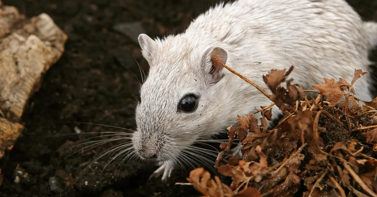 Close-up of a pale gerbil peeking from dried leaves and soil, illuminated by soft natural light.