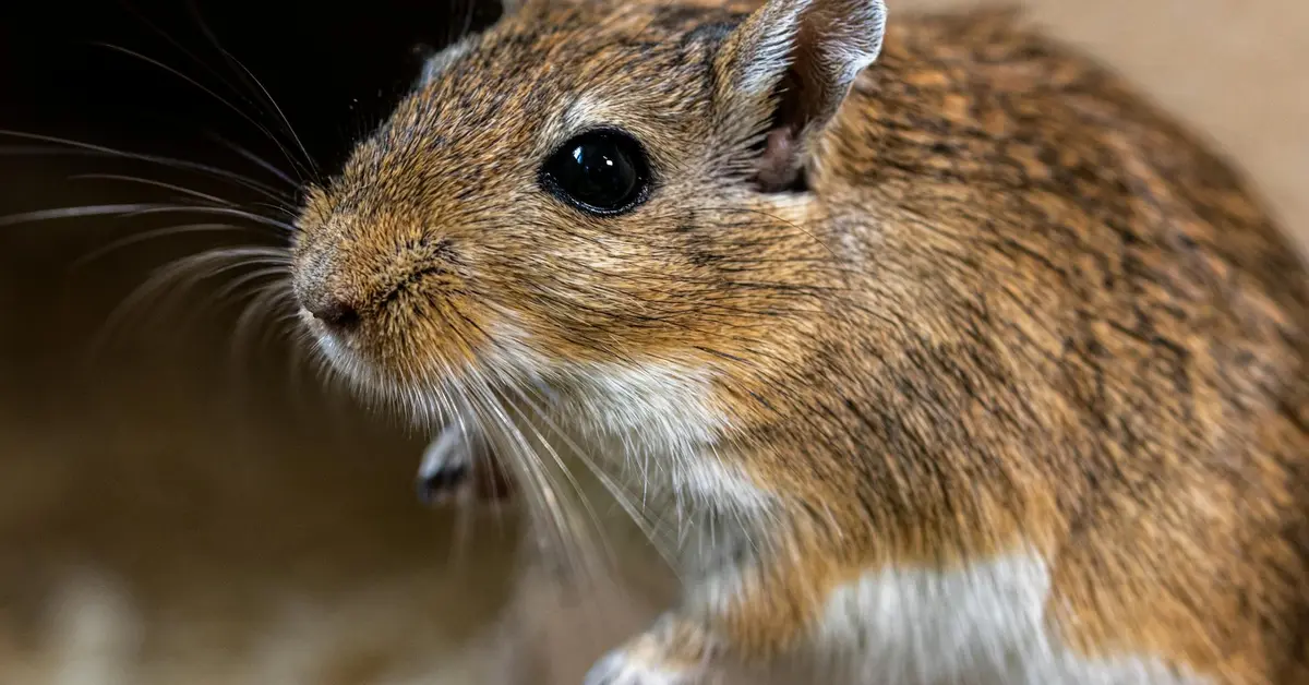 Close-up of a gerbil's face showcasing its features.