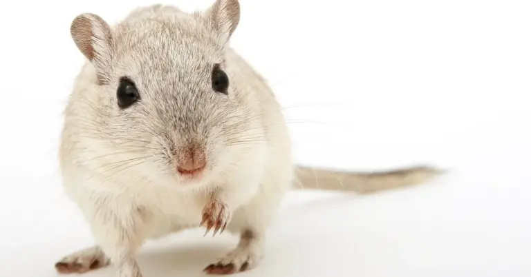 Close-up of a light-colored gerbil facing the camera, highlighting its fur texture, whiskers, and small front paws.