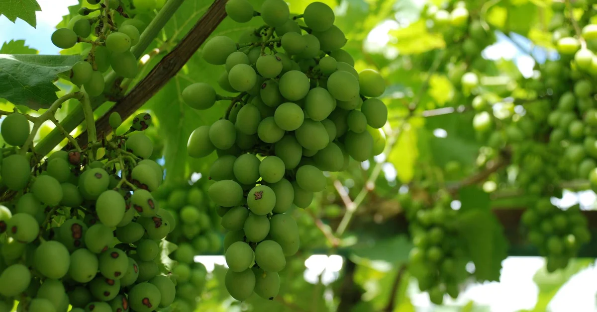 Clusters of green grapes hanging from leafy vines in bright sunlight