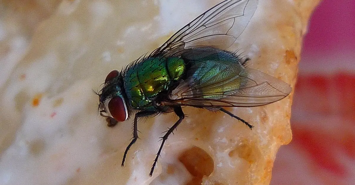 Macro photograph of a metallic green bottle fly with red eyes perched on a light-colored rock