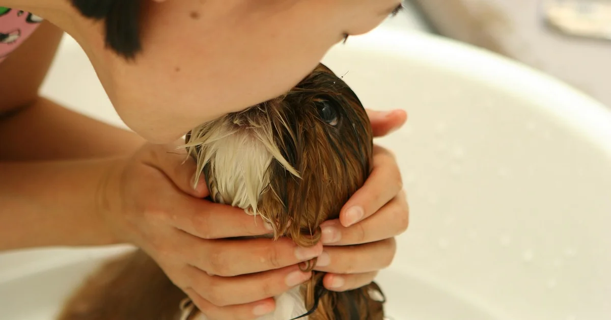 A person gently grooming a dog in a bath setting.