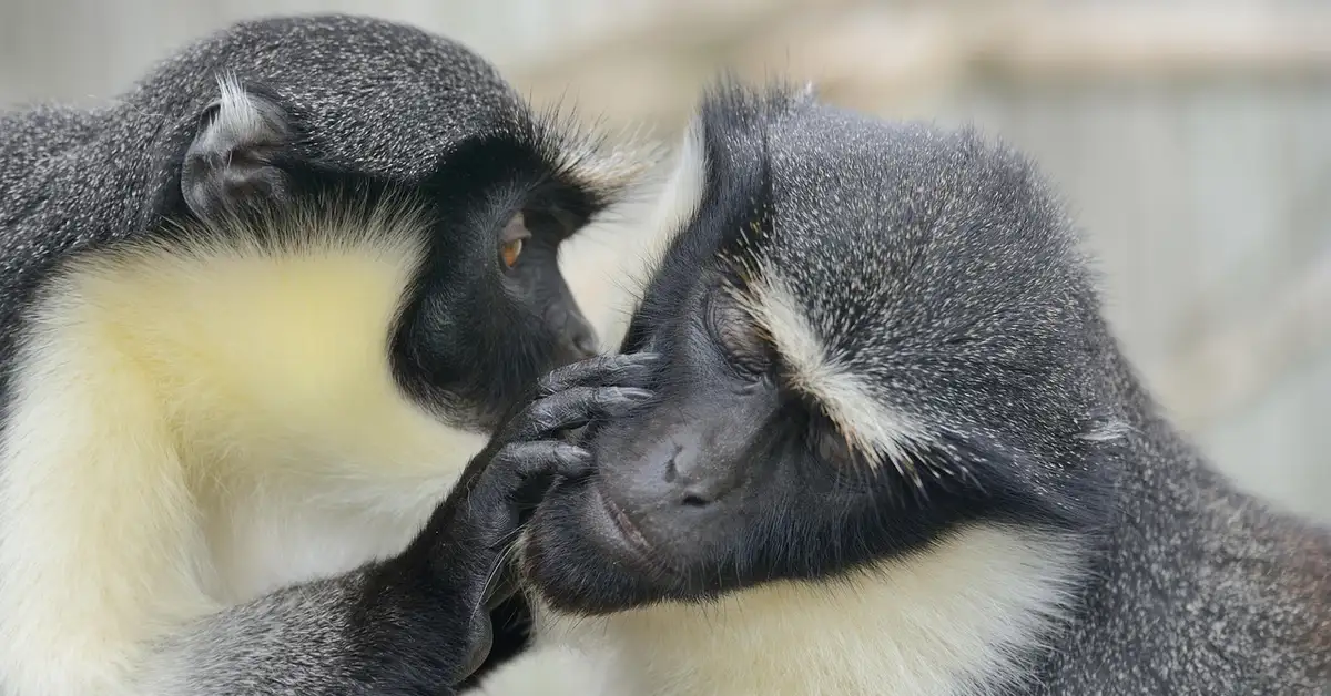 Two monkeys engaged in a grooming session, showing care and bonding.