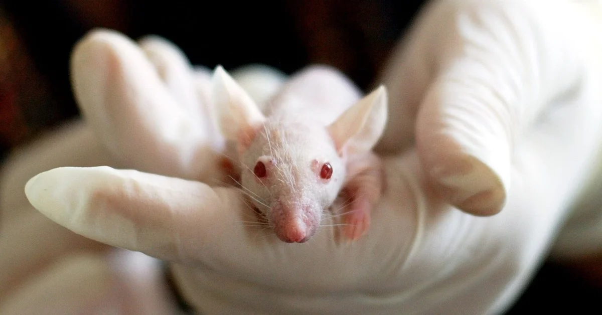 A hairless mouse being held in a gloved hand.