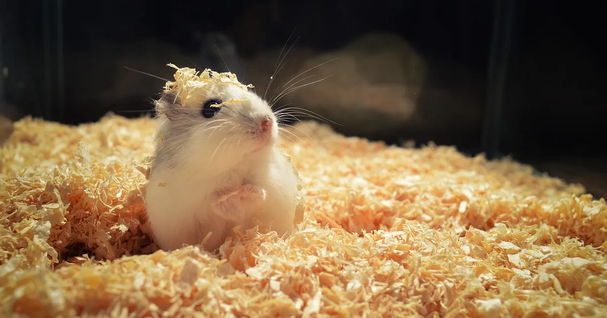 A small hamster sits among light wood shavings, looking upward with a curious expression.