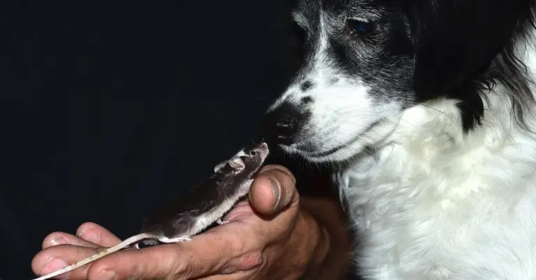 A small gray and white mouse is perched on a person's hand, with a black-and-white dog nearby against a dark background.