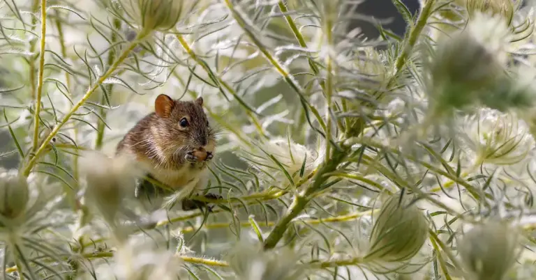 Close-up of a small brown harvest mouse perched among feathery white seed heads.