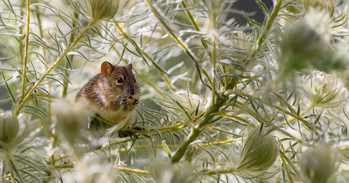 Close-up of a small brown harvest mouse perched among feathery white seed heads.
