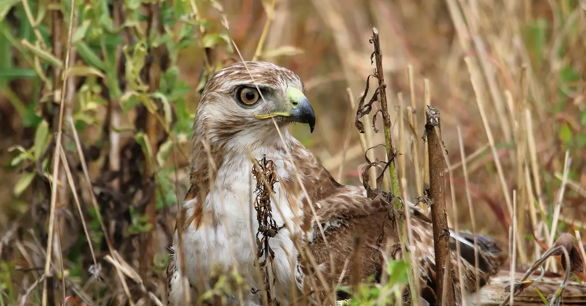 A close-up of a hawk perched among tall dried grasses, with sharp eyes scanning the surroundings
