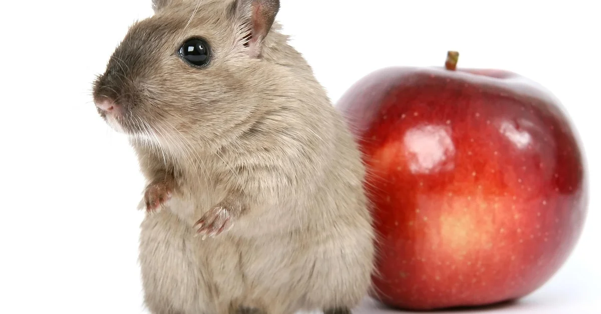 A small mouse standing on its hind legs beside a red apple on a white background.