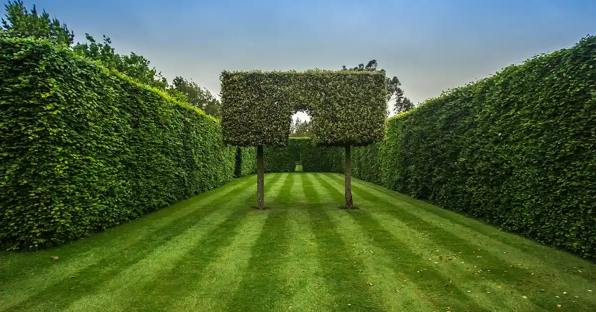 A formal garden with tall, neatly trimmed hedges forming a central corridor; two square-topiary arches on posts stand in the middle, under a clear blue sky.