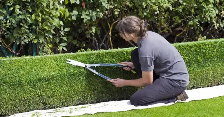 Person kneeling on a white cloth, trimming a neatly clipped hedge with garden shears.