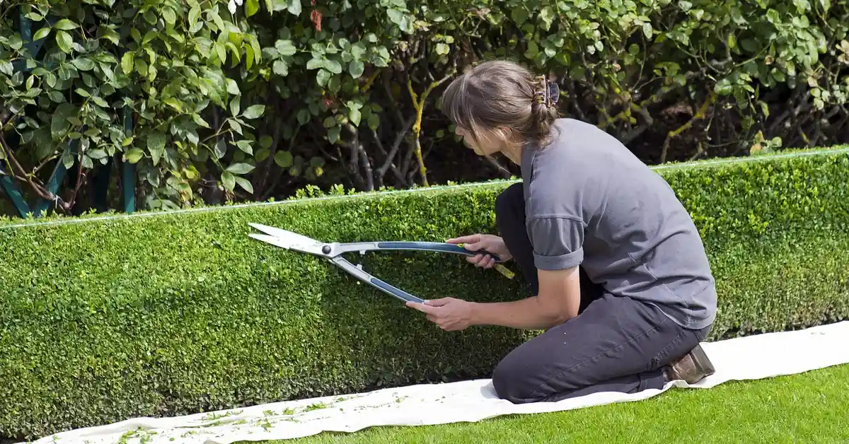 Person kneeling on a white cloth, trimming a neatly clipped hedge with garden shears.