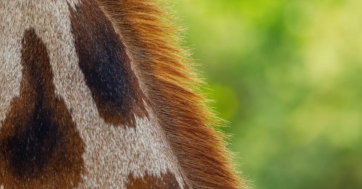 Close-up of a horse's coat with brown patches on a light background and a reddish mane along the edge.