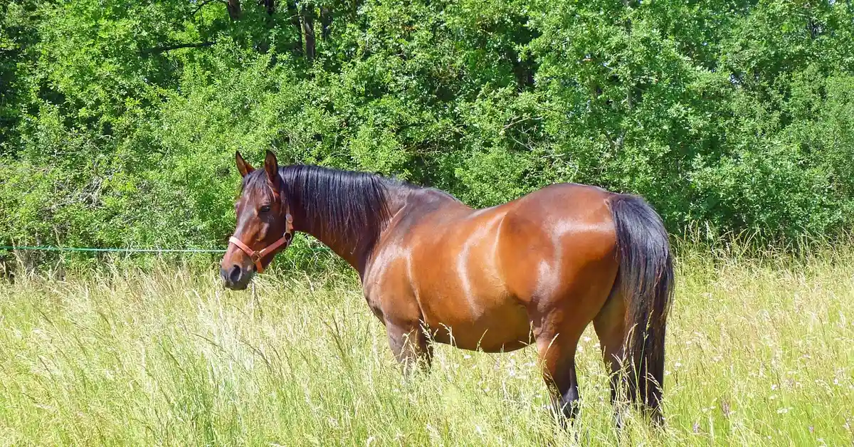 A brown horse wearing a halter stands in a sunlit grassy field with green trees in the background.
