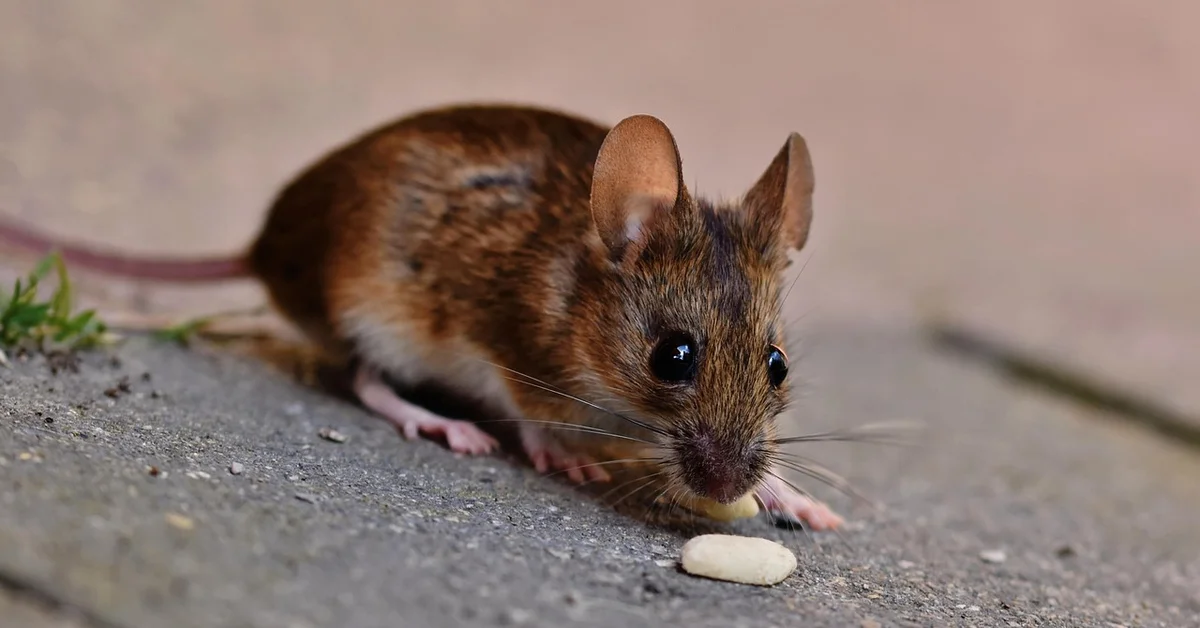 A small brown mouse with large ears and dark eyes on a concrete surface, nibbling a pale pellet.