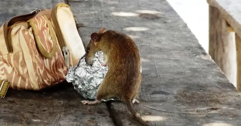 A small brown mouse on a weathered wooden surface beside a patterned bag and a crumpled piece of aluminum foil.