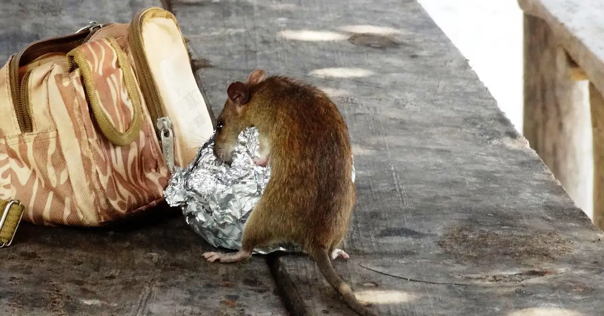 A small brown mouse on a weathered wooden surface beside a patterned bag and a crumpled piece of aluminum foil.